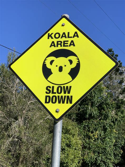 Slow down for koalas – The Bangalow Herald