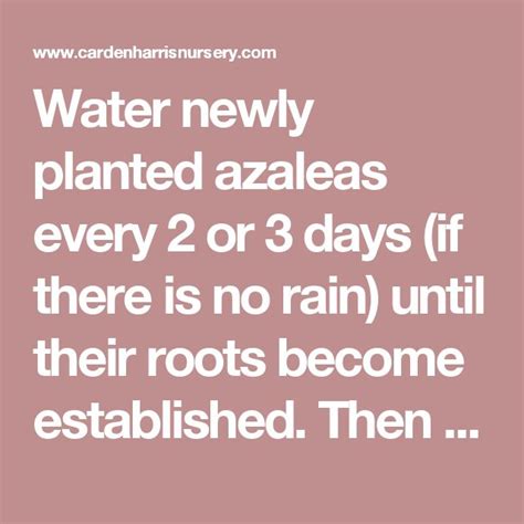 Water newly planted azaleas every 2 or 3 days (if there is no rain) until their roots become ...