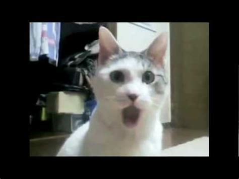 cat says "WOW" - YouTube