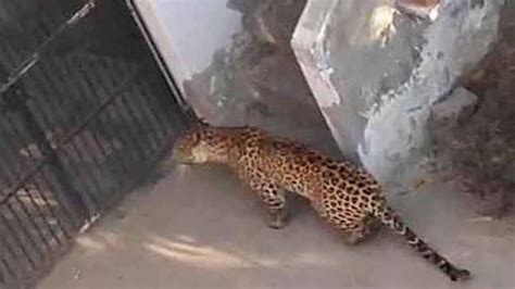 Haryana: Wildlife department rescues leopard after animal enters ...