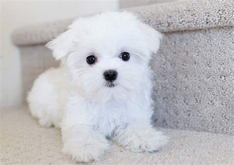 Lili the Maltese ($2,800) - Top Dog Puppies