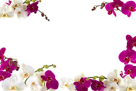 Purple Orchid Flower Border Clip Art | Video Bokep Ngentot