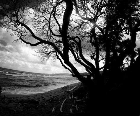 Beach Tree Silhouette | You are free to: Share — copy and re… | Flickr