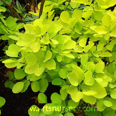 Cotinus coggygria 'Golden Spirit'