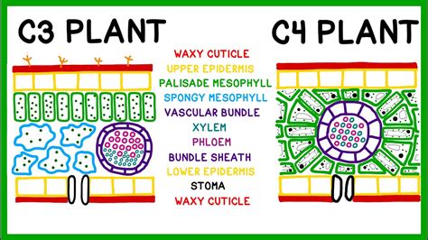 How C3, C4 and CAM Plants Do Photosynthesis - YouTube