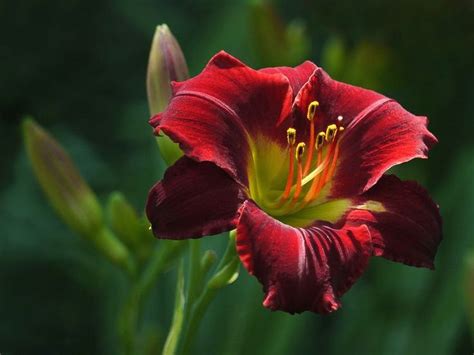 Growing Fragrant Lilies | Daylily garden, Day lilies, Plants