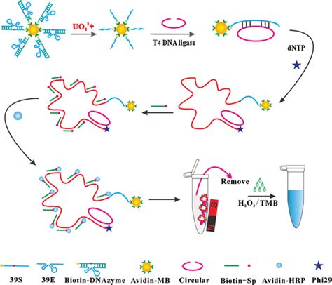 Graphic illustration of the experimental principle of the uranyl ion... | Download Scientific ...