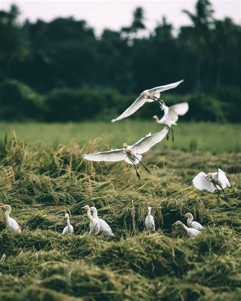 Egret Symbolism & Meaning (+Totem, Spirit & Omens) | World Birds