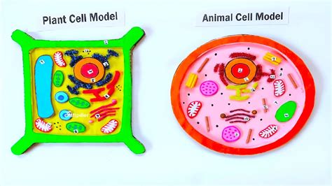 Plant Cell And Animal Cell Model