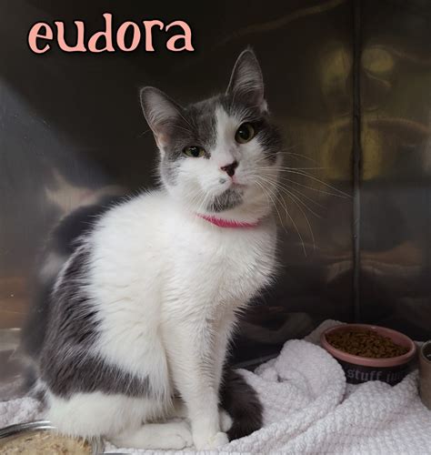 Cat for adoption - Eudora, a Domestic Short Hair in Maumelle, AR ...