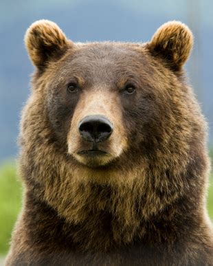 Grizzly Bear Facts | Grizzlies Information