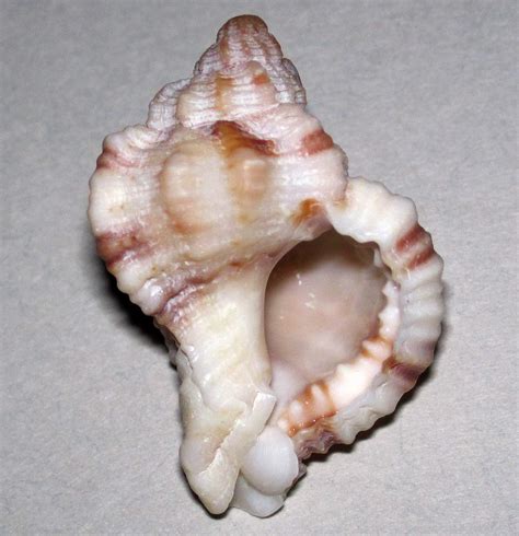 Chicoreus pomum (apple murex snail shell) (Sanibel Island,… | Flickr