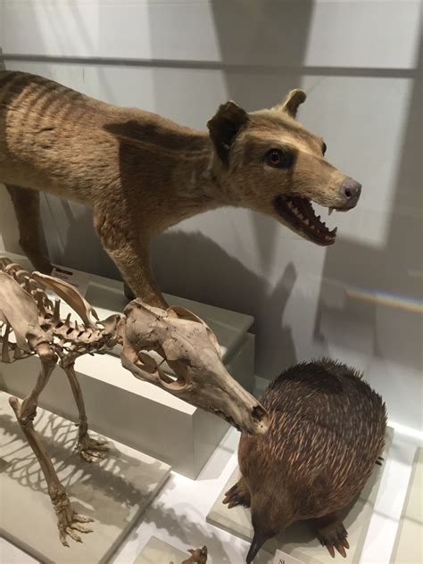 Cryptozoology Informational Blog • Thylacine and thylacine skeleton at ...