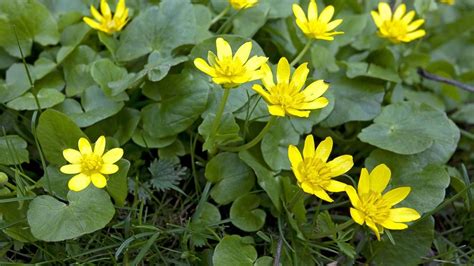 Lesser Celandine (Ficaria verna) - Woodland Trust