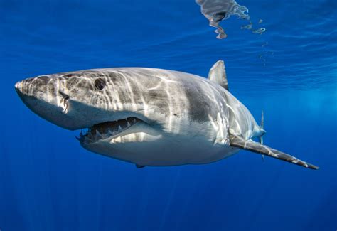 Great white sharks avoid the surface until they're big enough to scare you