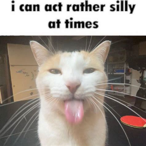 "I Can Act Rather Silly at Times" | BLEHHHHH :P Cat | Know Your Meme