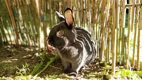 Annamite Striped Rabbit