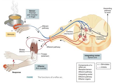 Somatic Nervous System Diagram