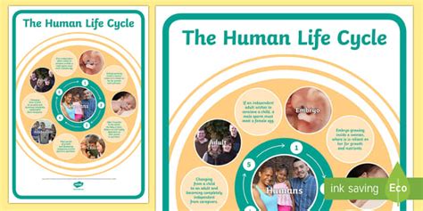 The Life Cycle of a Human Poster - Printable | KS2 Science