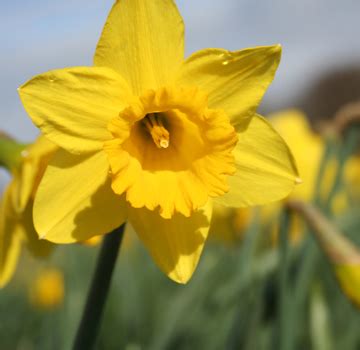 Hoogasian Flowers: March Birth Month Flower is Daffodil