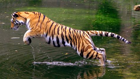 Jumping tiger wallpaper | 1920x1080 | #13503