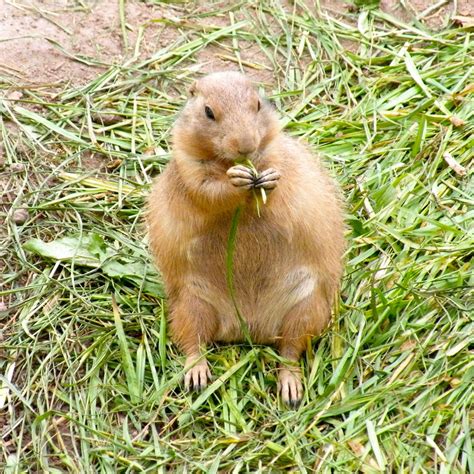 Nuremberg Zoo (Nuremberg) - Visitor Information & Reviews