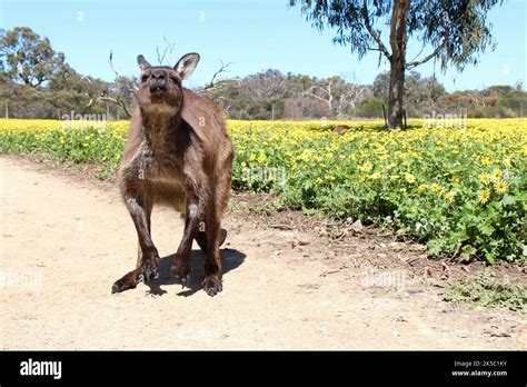 kangaroo at kangaroo island (australia Stock Photo - Alamy