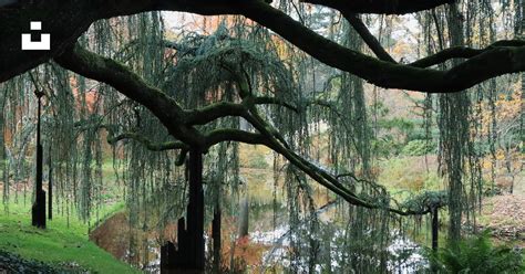 A bench under a tree next to a body of water photo – Free Fantastique ...