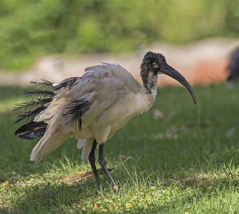 African Sacred Ibis Symbolism - Designed by Lashea