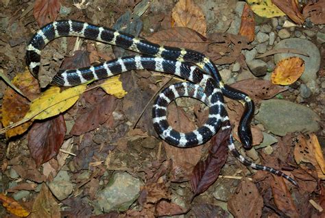 Bungarus multicinctus - Many-Banded Krait