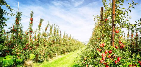 Apple orchard - Pappys Orchard