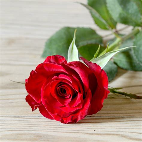 Red Rose, Nice rose image, 2134x2134, #17707