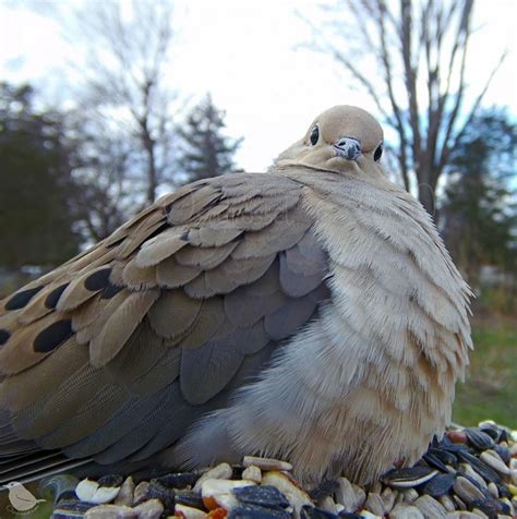 Woman Sets Up a Bird Feeder Cam In Her Yard And The Photos Are Brilliant