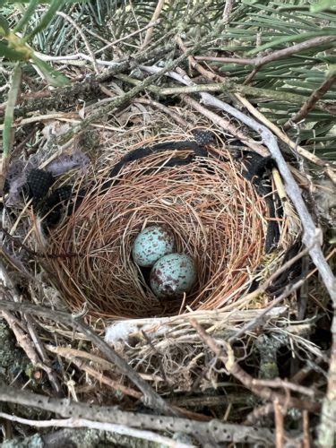 NestWatch | Northern Mockingbird Nest Progression - NestWatch