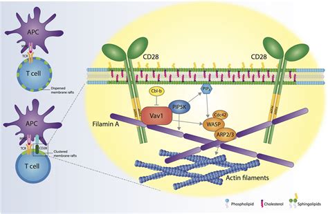 Frontiers | Membrane Rafts in T Cell Activation: A Spotlight on CD28 Costimulation