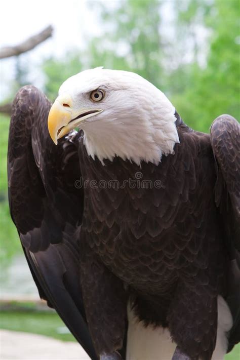 Close Up Head Shot of a Bald Eagle Stock Photo - Image of animal ...