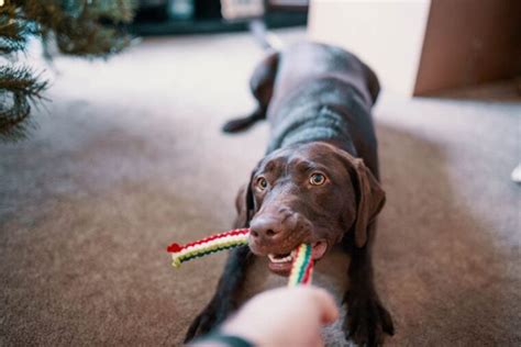 12 DIY Fleece Dog Toys You Can Make Today (With Pictures) | Pet Keen