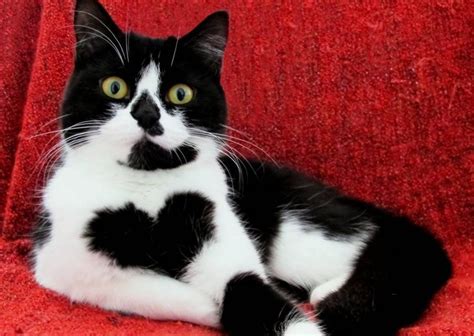 Zoe the cat has black heart pattern on her chest and it's adorable | Metro News