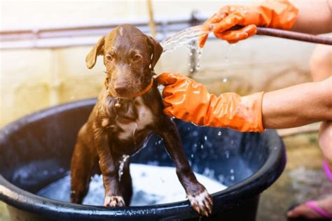 6 Best Puppy Shampoos According to Groomers - Vetstreet | Vetstreet