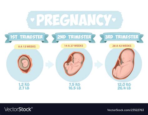 Pregnancy trimester stages female with fetus Vector Image