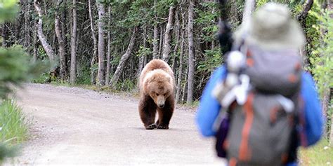 Bear Attacks (U.S. National Park Service)