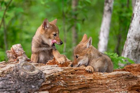 Coyote Pups Canis Latrans on Log One Licking Face Summer Stock Image ...