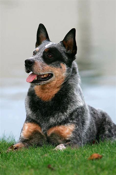 200+ Lovable Australian Cattle Dog Names 2020 - BuzzSharer.com