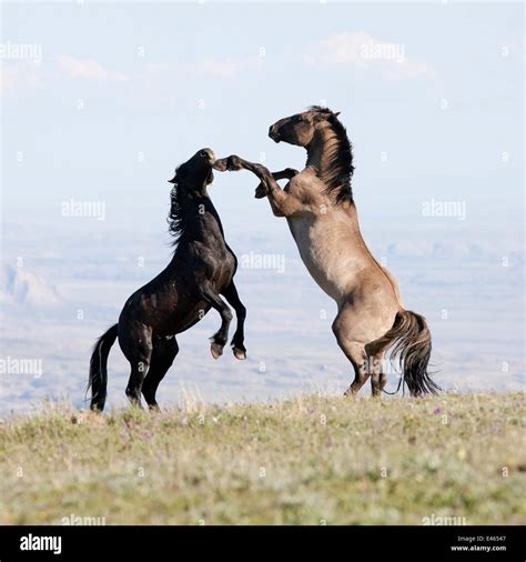 Wild horses / Mustangs, two stallions play fighting, Pryor Mountains, Montana, USA, July 2010 ...