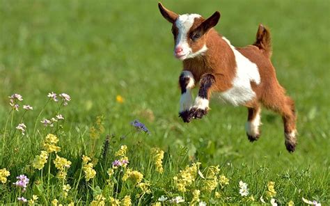 Chevreaux, Bebe chevre, Photo animaux