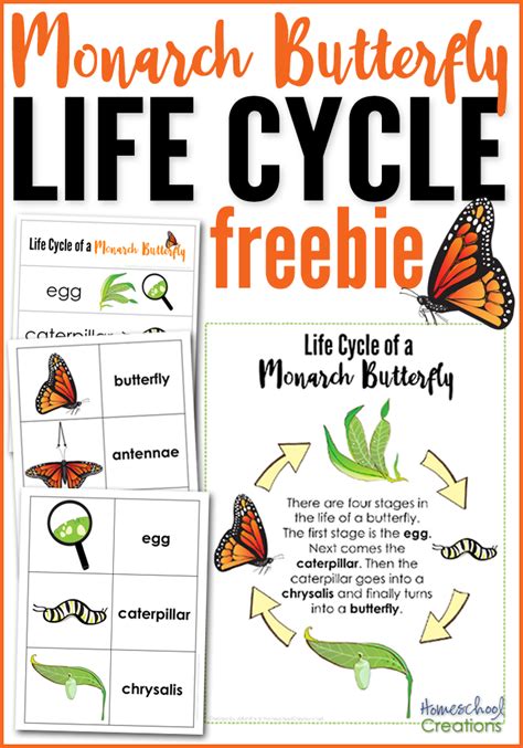 Monarch Butterfly Life Cycle Worksheet