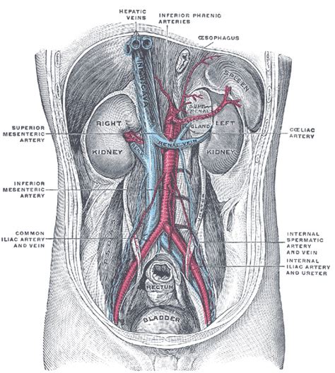 [Figure, The Urinary Organs, Posterior abdominal...] - StatPearls - NCBI Bookshelf