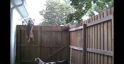 No Climb Fence For Dogs Chien Garten Kojec Ogrodzie Bezpieczny Chambre Keko › Triple Dog Film