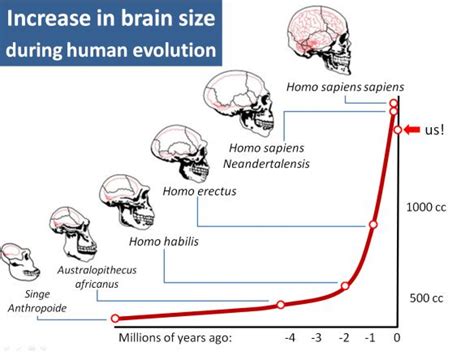 124 best images about Brain Evolution on Pinterest | Vertebrates ...