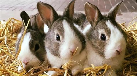 Rabbit farming in Kenya - Tuko.co.ke